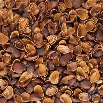 Скорлупа Кедрового Ореха (Barus Nut Shell) купить в Чебоксарах